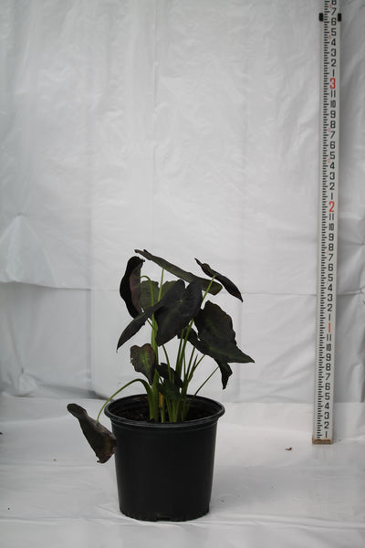 Colocasia Black Beauty