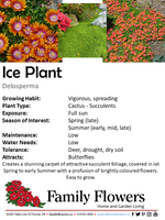 Hardy Ice Plant - Delosperma