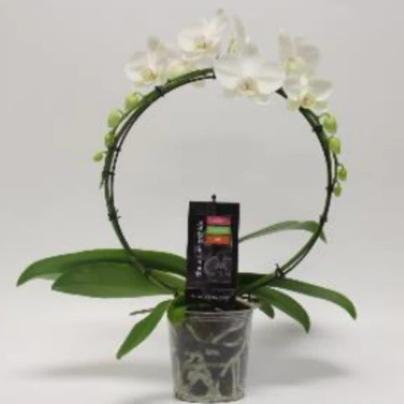 Orchid Infinity - Phalaenopsis