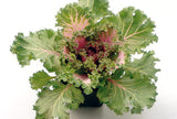Flowering Cabbage and Kale