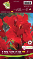 Bulb Package - Canna Lily