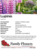 Lupine - Lupinus hybrid