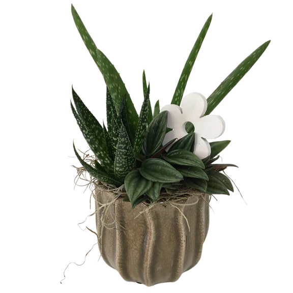 Manon Succulent Planter