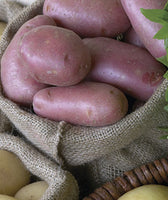 Potatoes - Seed