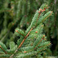 Holiday Spruce Cut Tree