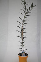 Olive Plant - Olea europaea