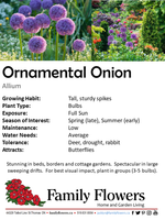 Ornamental Onion - Allium