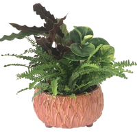 Tropical Peach Footed Planter