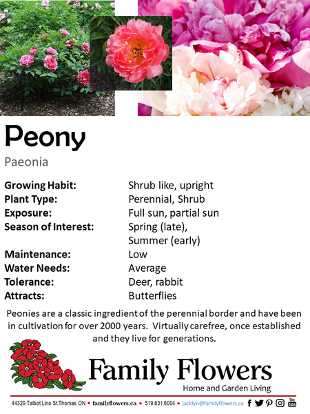Garden Peony - Paeonia