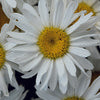 Shasta Daisy - Leucanthemum