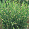 Maiden Grass - Miscanthus sinensis