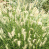 Fountain Grass - Deschampsia cespitosa