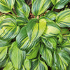 Plantain Lily - Hosta Specimen