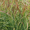 Switch Grass - Panicum