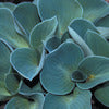 Plantain Lily - Hosta Specimen