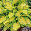 Plantain Lily - Hosta Specimen