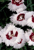 Pinks - Dianthus hybrida