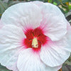Hardy Hibiscus - Hibiscus Rose Mallow