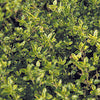 Thyme Upright - Thymus aureaus