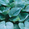 Plantain Lily - Hosta Standard