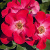 Rose Floribunda