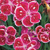 Pinks - Dianthus hybrida