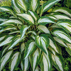 Plantain Lily - Hosta Specimen