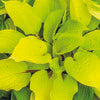 Plantain Lily - Hosta Specimen