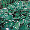 Plantain Lily - Hosta Specimen