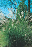 Maiden Grass - Miscanthus sinensis