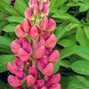 Lupine - Lupinus hybrid