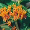 Milkweed/Butterfly Weed - Ascelpias