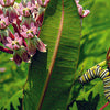 Milkweed/Butterfly Weed - Ascelpias