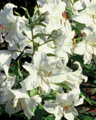 Asiatic Lily - Lilium Asiatic