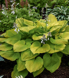 Plantain Lily - Hosta Specimen