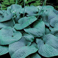 Plantain Lily - Hosta Specimen