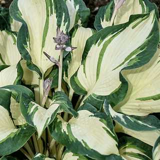 Hosta 'Island Breeze' PP27151