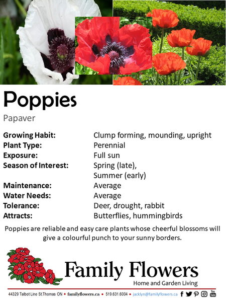 Oriental Poppy - Papaver oriental Turkenlouis