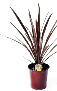 red star spike plant indoor Cordyline Red Star Spike – Family Flowers Inc