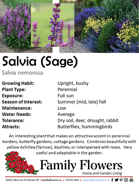 Meadow Sage - Salvia nemerosa