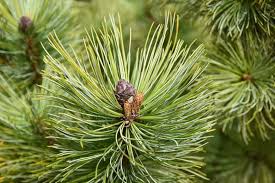 Scotch Pine Cut Tree