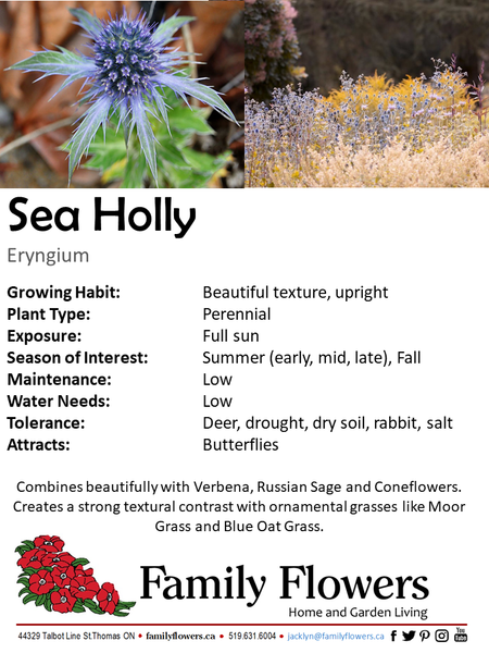 Sea Holly - Eryngium