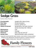 Sedge Grass - Carex