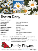 Shasta Daisy - Leucanthemum