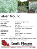 Silver Mound - Artemisia