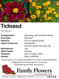 Tickseed - Coreopsis grandiflora