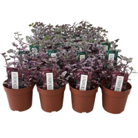 Wandering Jew Pink Ladies Turtle Vine - Callisia