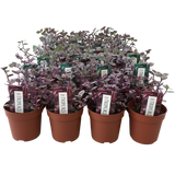 Wandering Jew Pink Ladies Turtle Vine - Callisia