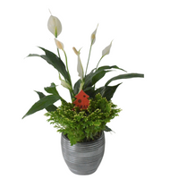 Peace Lily Holiday Planter
