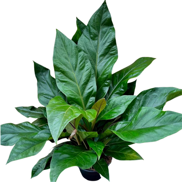 anthurium jungle bush Anthurium Jungle Bush – Family Flowers Inc
